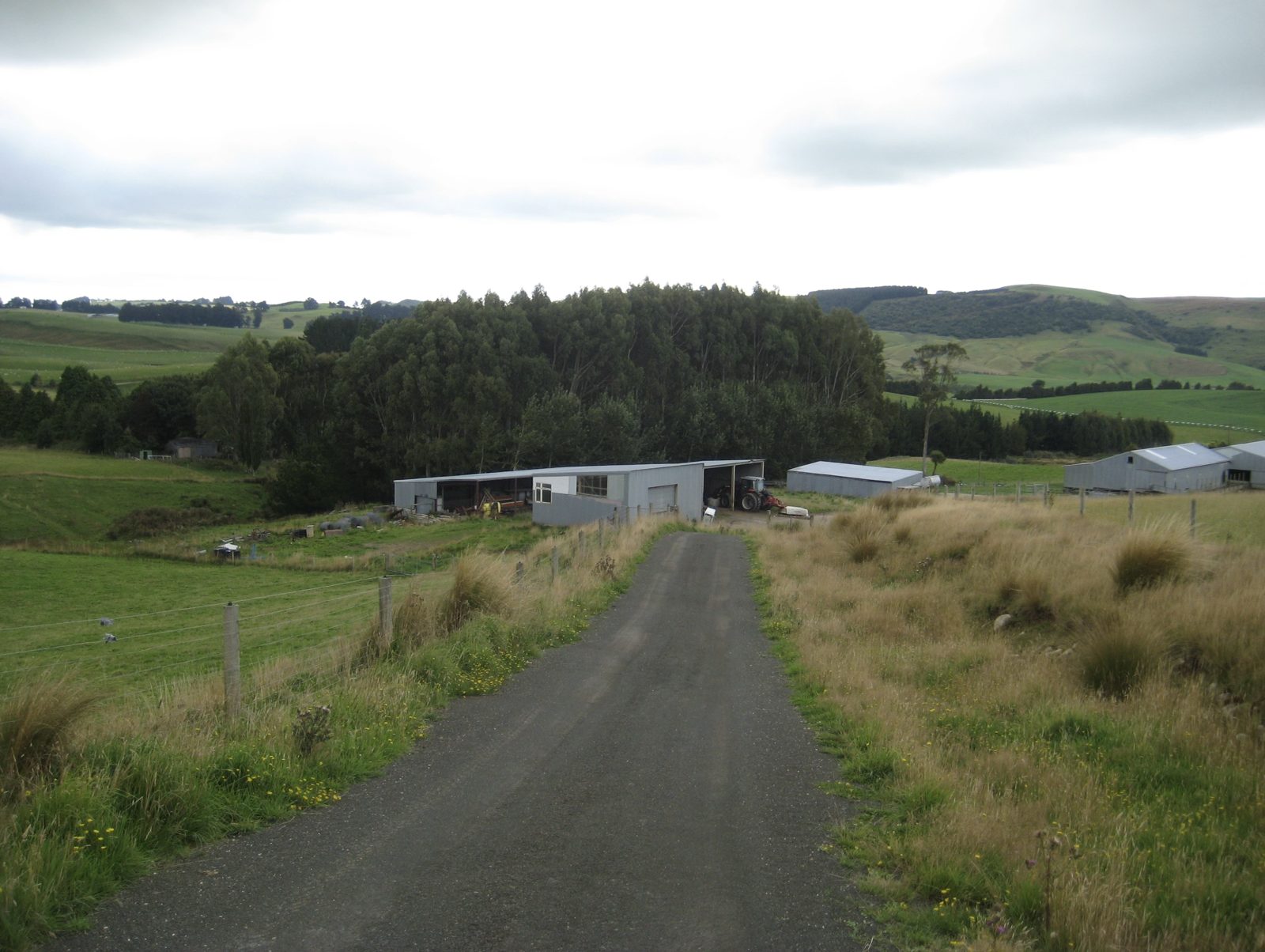 A gravel farm road leading down to corrugated-iron sheds and a tractor, with a stand of trees and rolling green hills behind